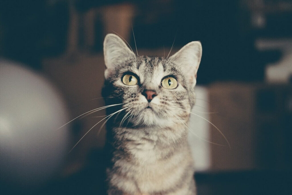 Grey Tabby Cat Personality: What to Expect