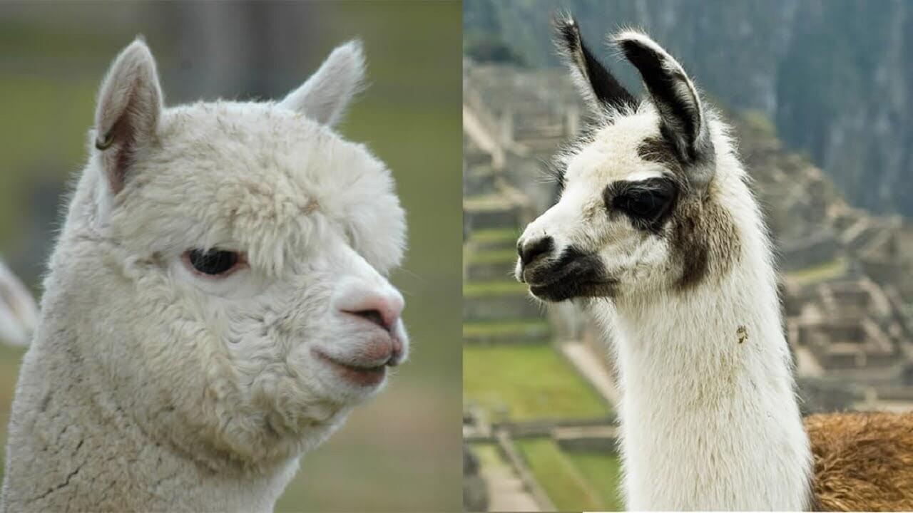 Alpaca Names