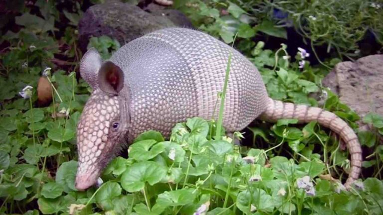 Armadillo Names