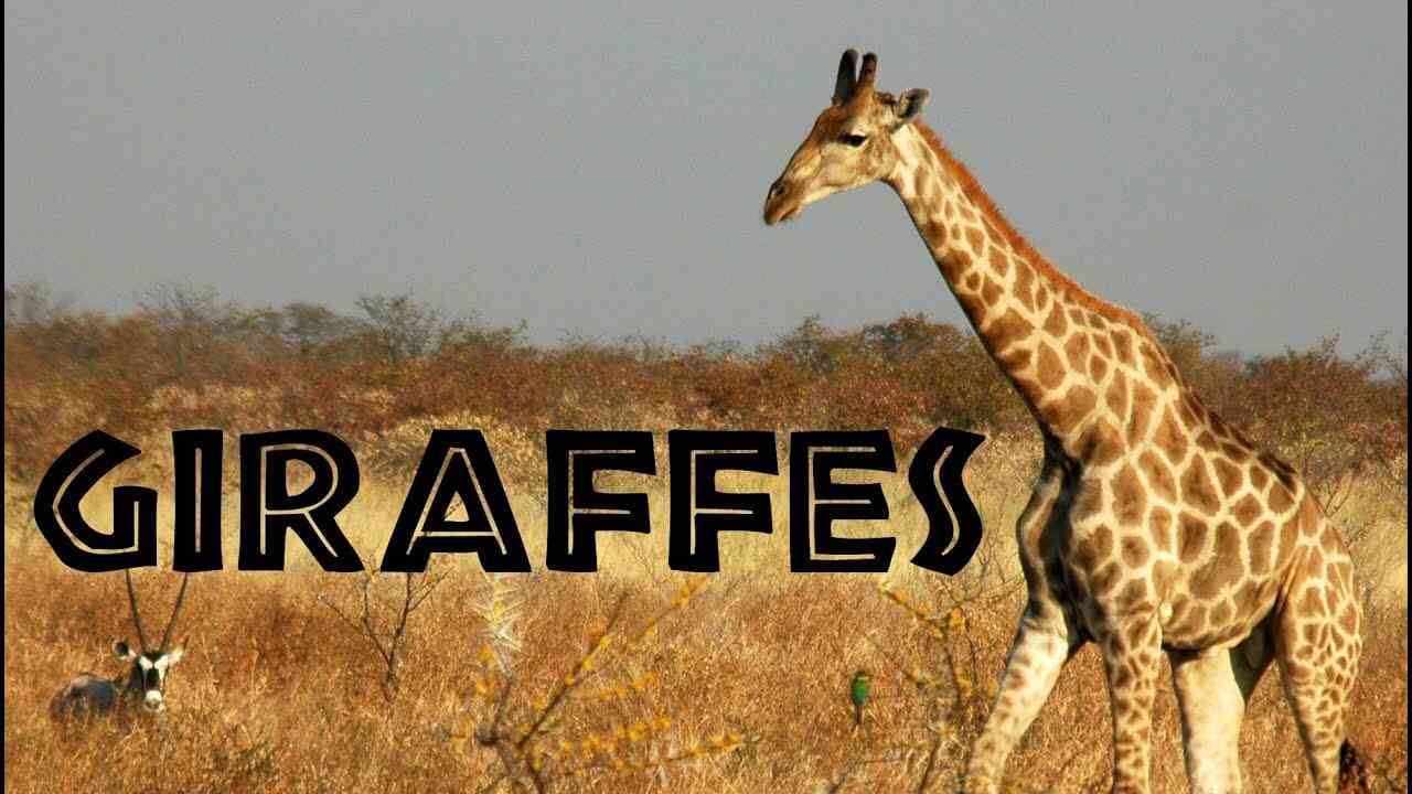 Giraffe Names
