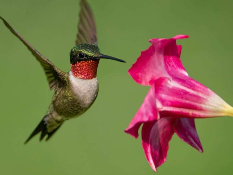 Hummingbird Names