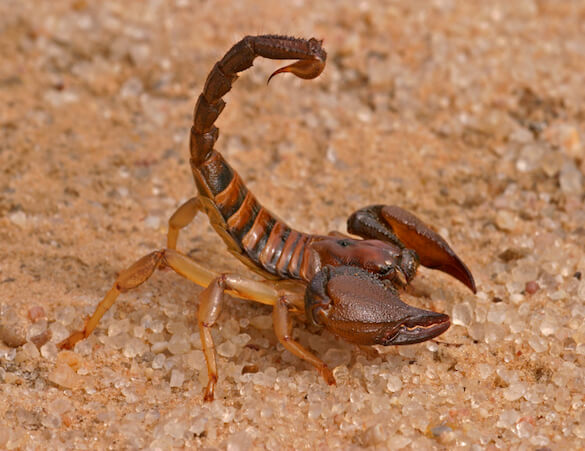 Scorpion Names