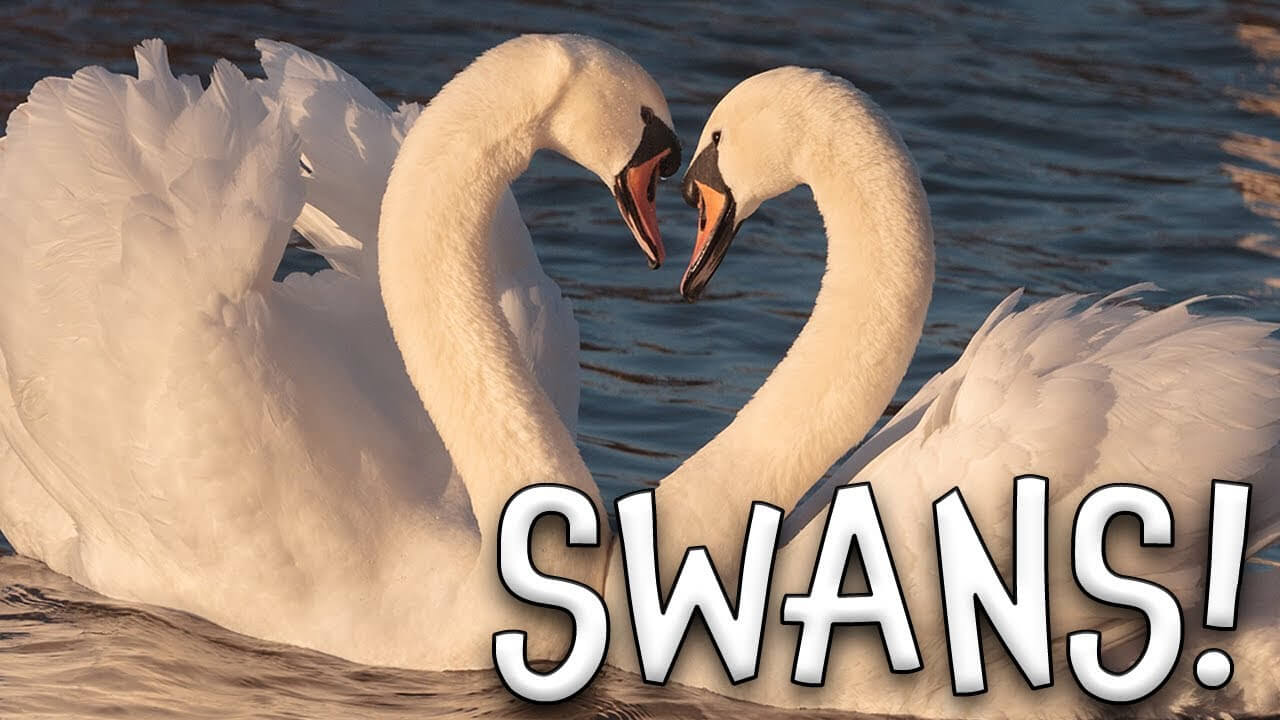 Swan Names