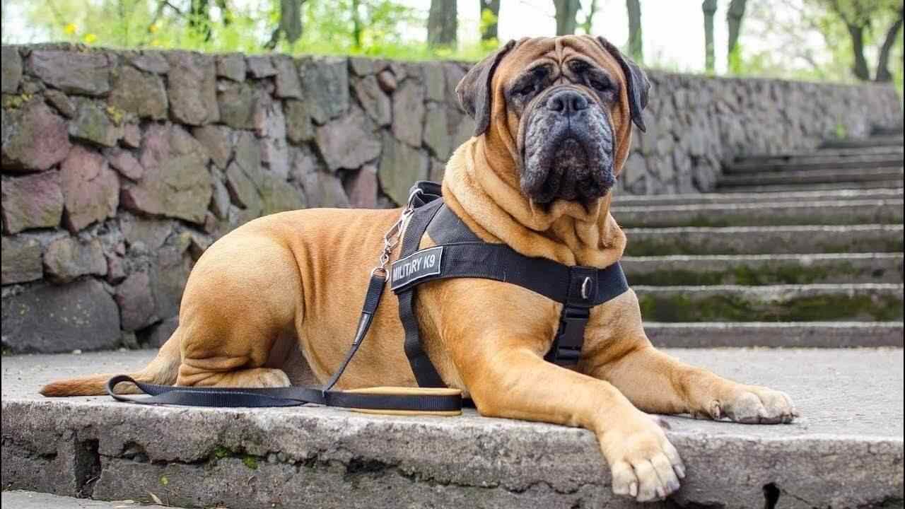 English Dog Breeds