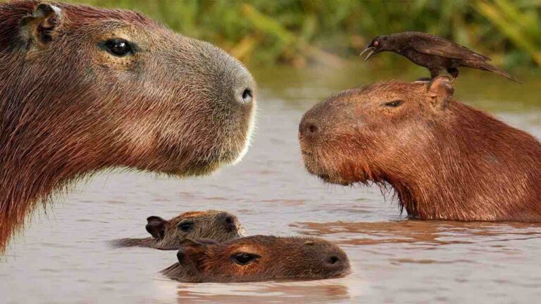 Capybara Names