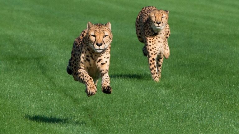 Cheetah Names