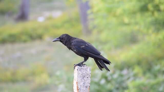 Crow Names