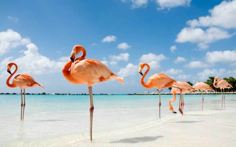 Flamingo Names