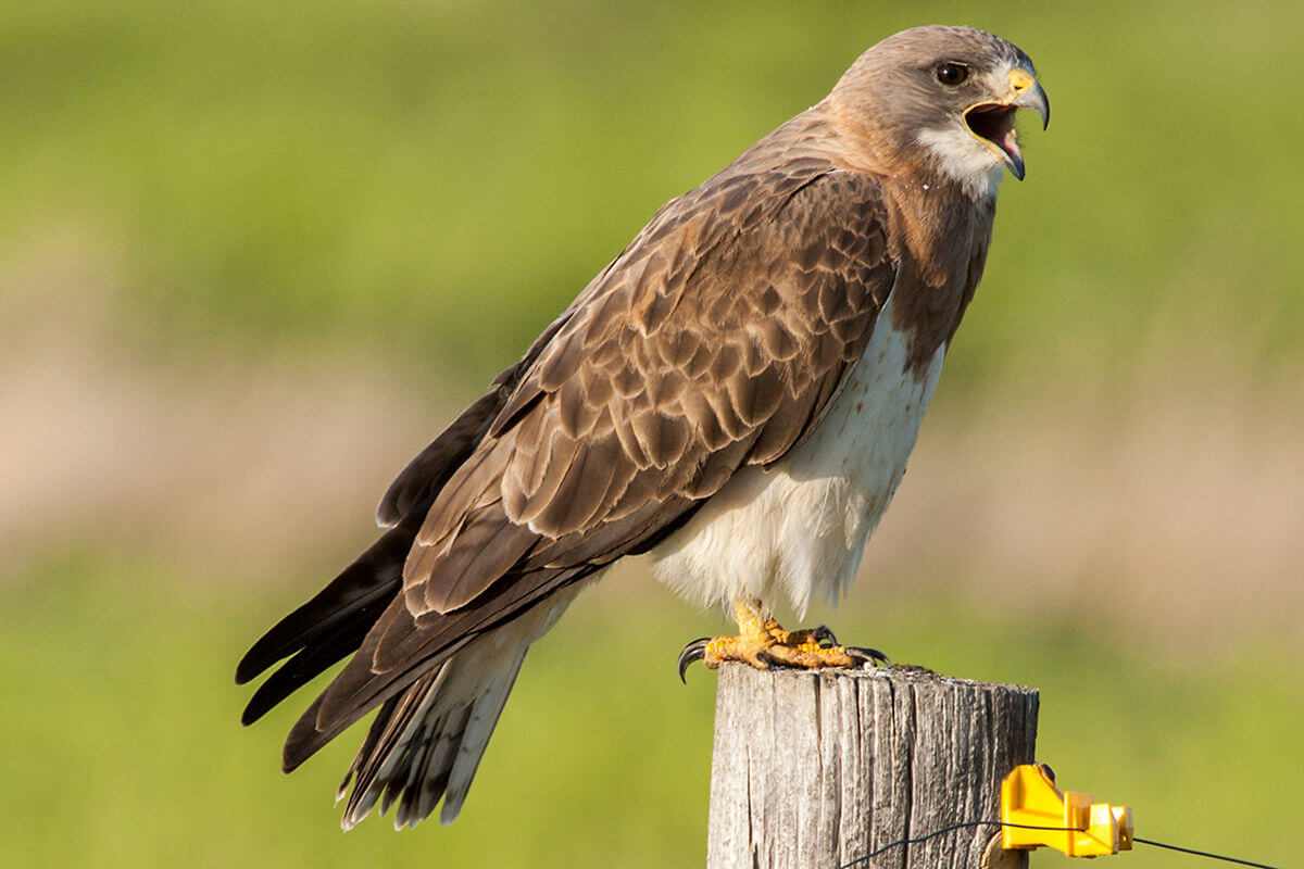 Hawk Names