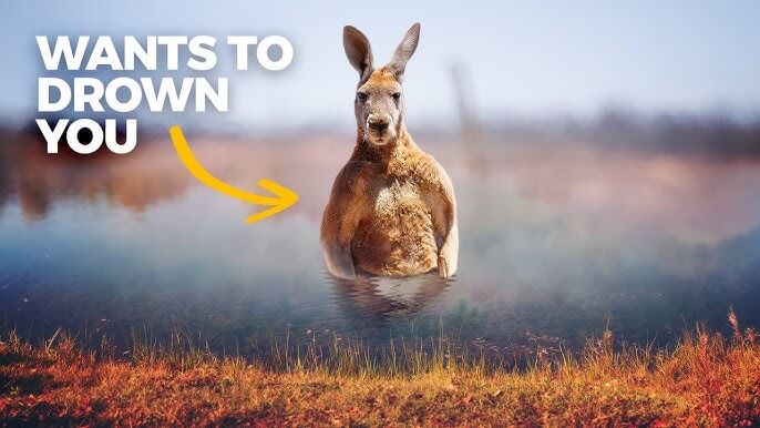 Kangaroo Names