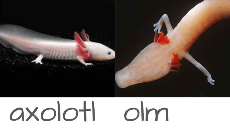 Olms vs Axolotls