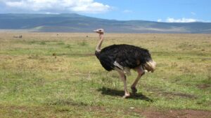 Ostrich Names