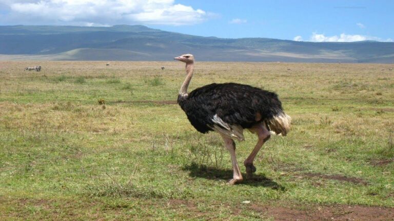 Ostrich Names