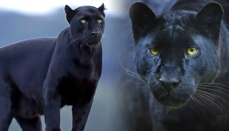 Panther Names