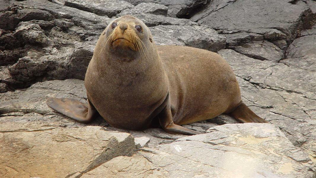 Seal Names