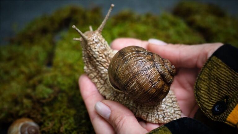 Snail Names