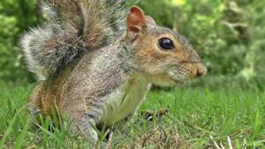 Squirrel Names