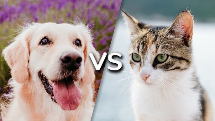 are cats smarter than dogs