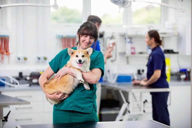 How to Get Certified in Pet First Aid and CPR