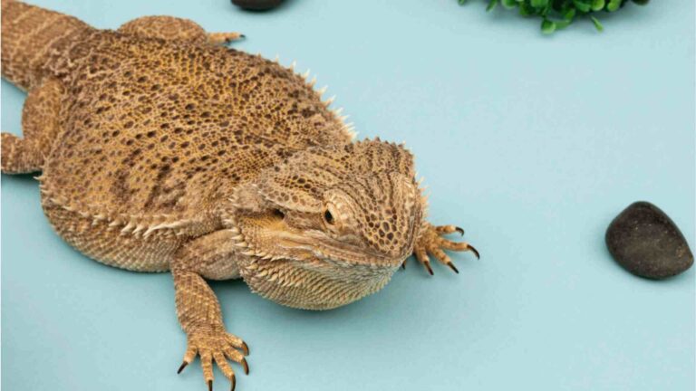 Why Aren’t My Reptiles Eating Dubia Roaches