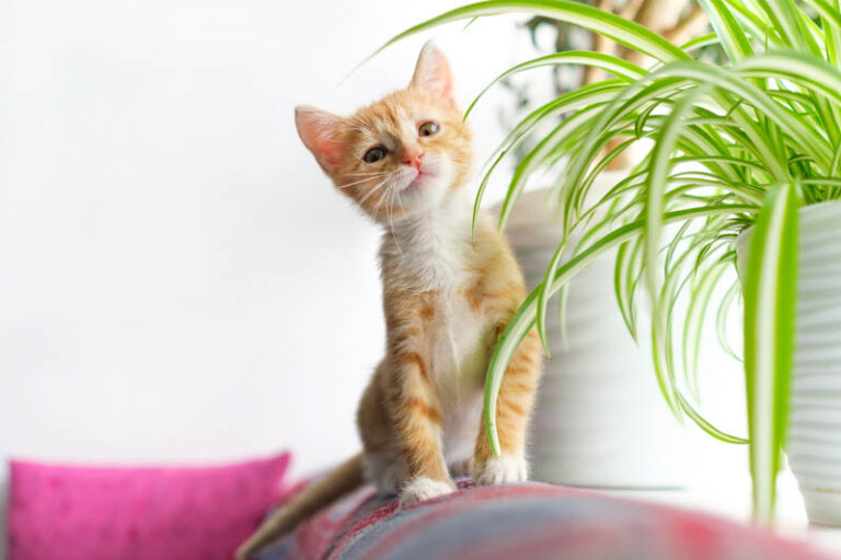 Is Fabuloso Safe for Cats?