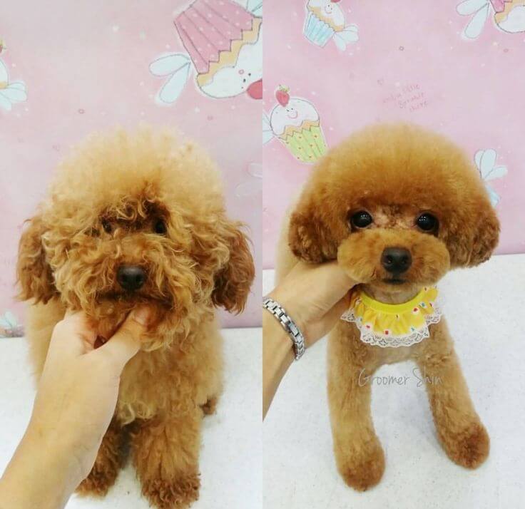 low maintenance short poodle cuts