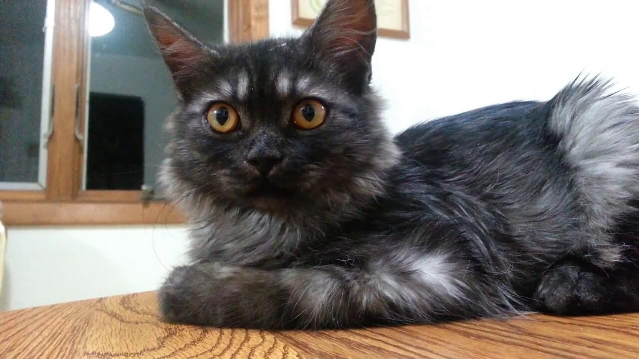 Black Smoke Maine Coon