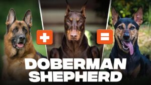 German Shepherd Doberman Mix