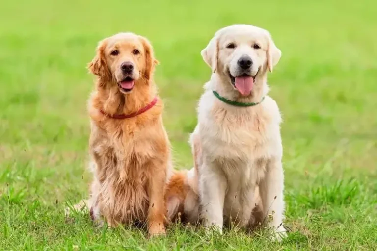 golden retriever pros and cons